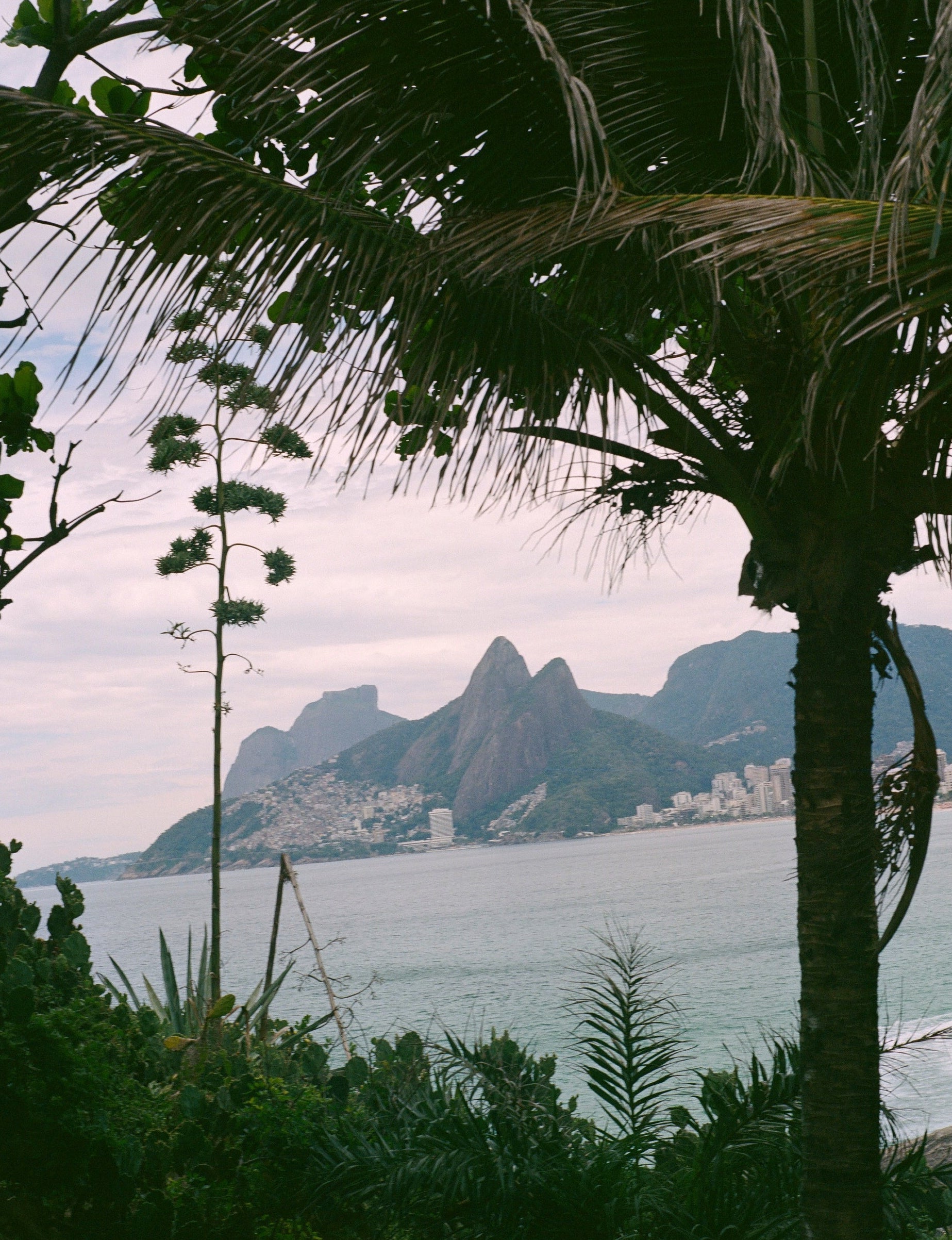 Scenic view of a coastal landscape with mountains and a body of water, framed by palm trees.